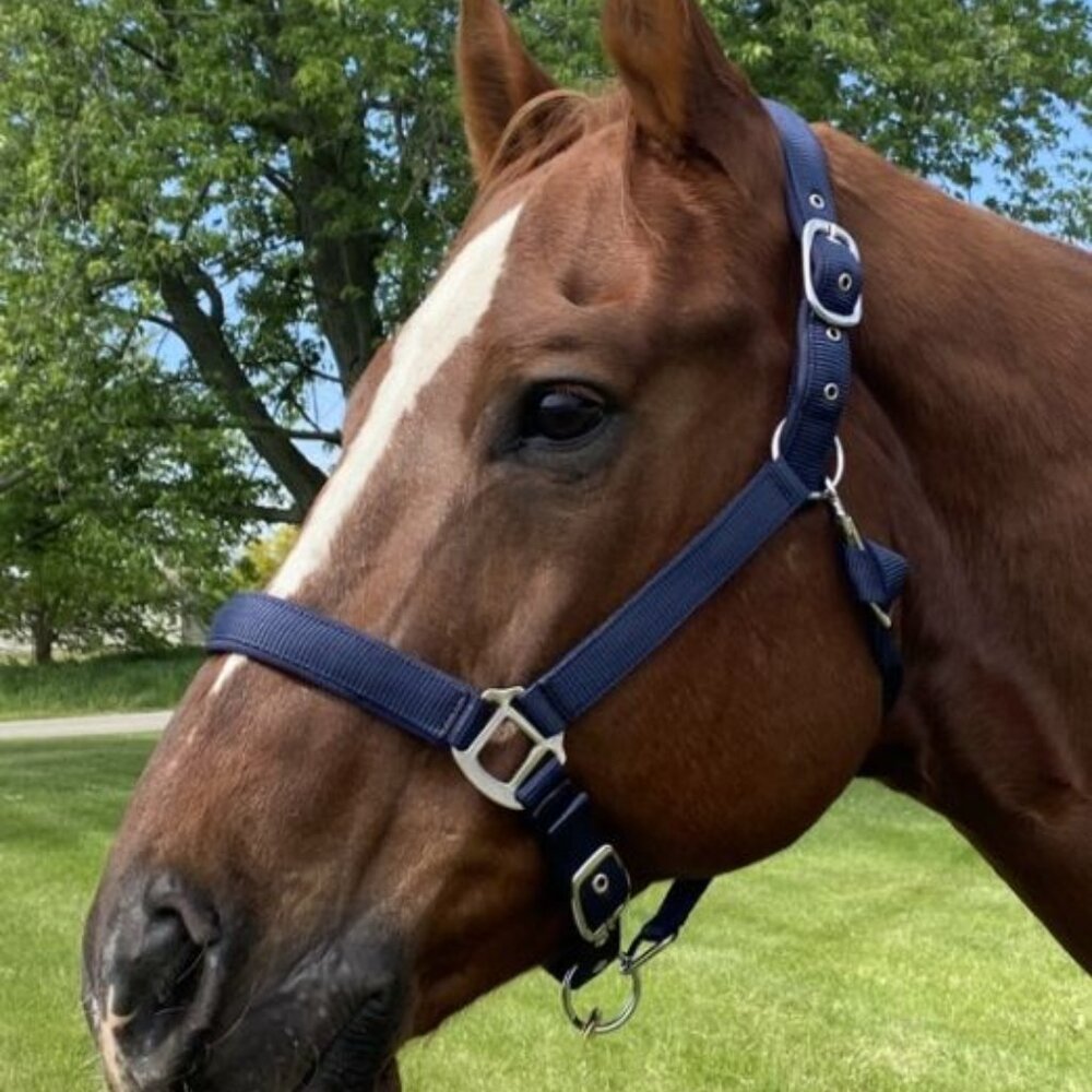 Horse Draft Halter 2"